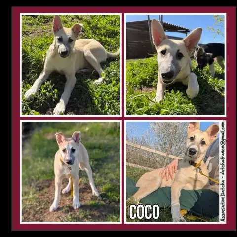 Coco