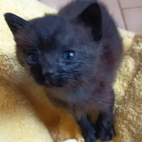 Onyx