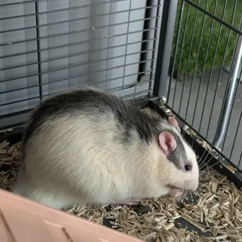 2 Adorables Rats Mâles De