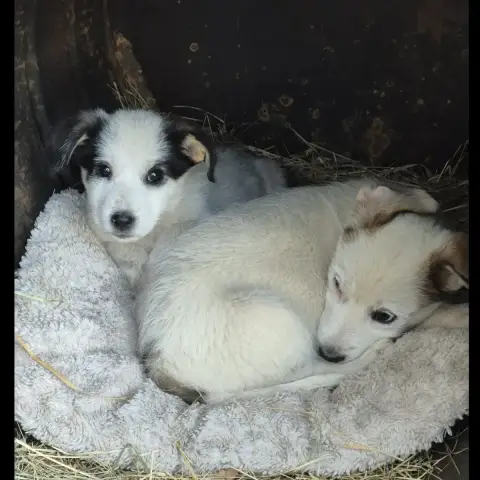 Molly photo 3