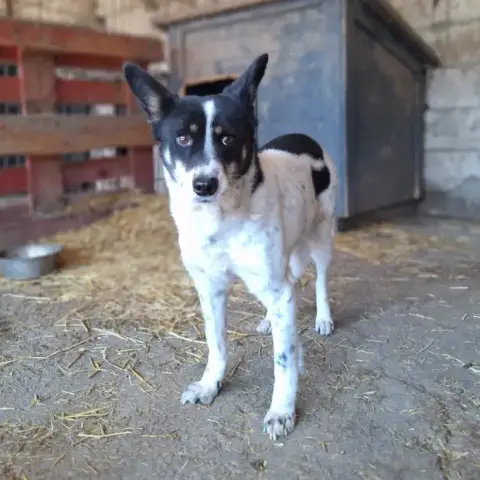 Stinger photo 3