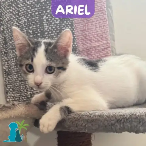 Ariel