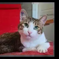 Zazoo