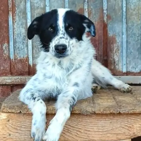 Pongo photo 2