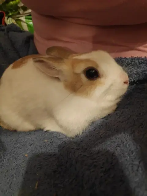 Perle