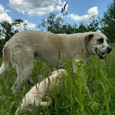 Baloo photo 3