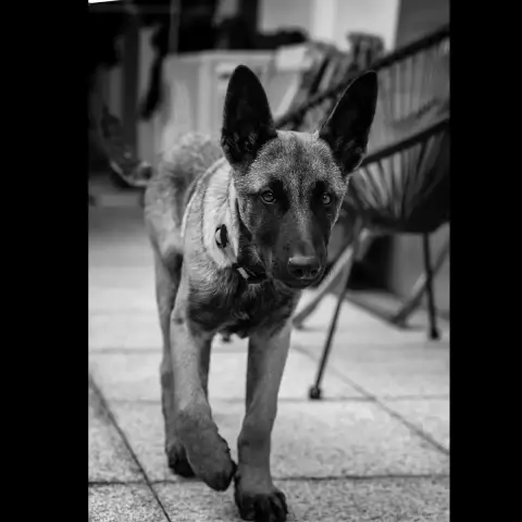 Bucky photo 2