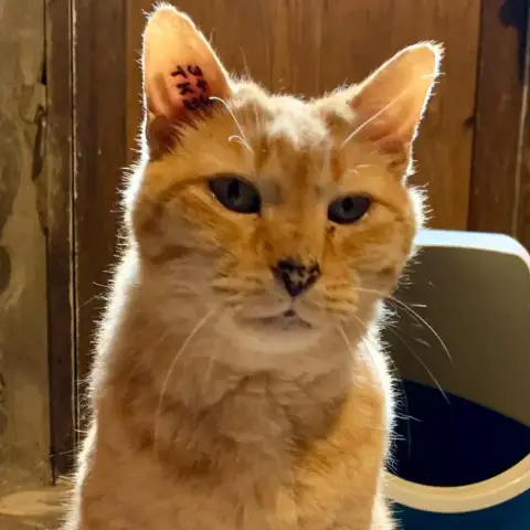 Simba