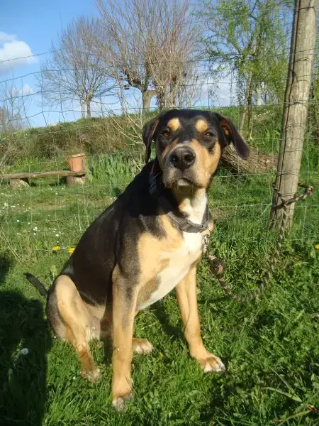 Henko photo 2