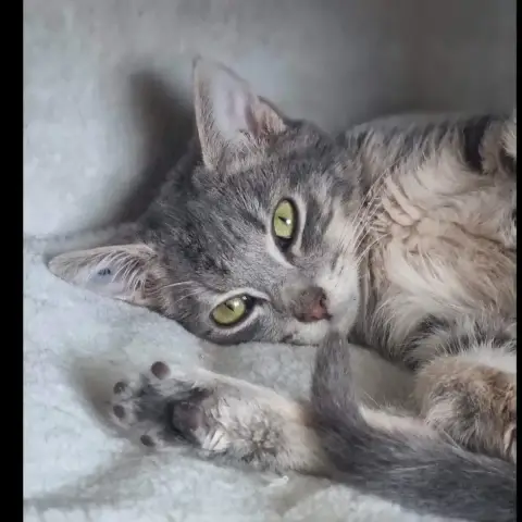 Archie