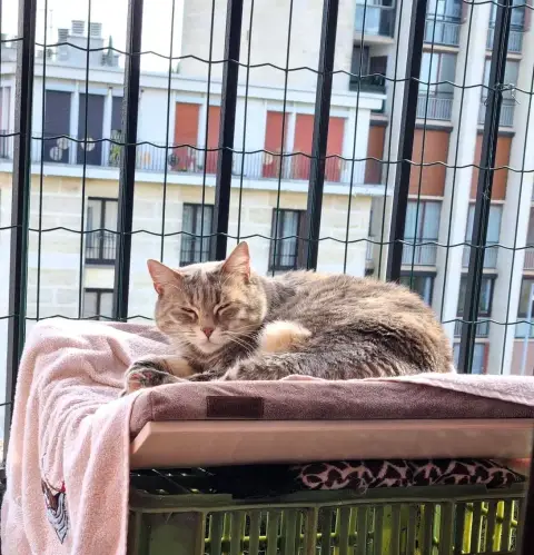 Paloma