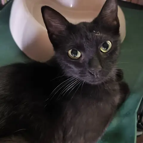 Bagheera