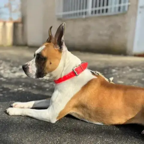 Ricci