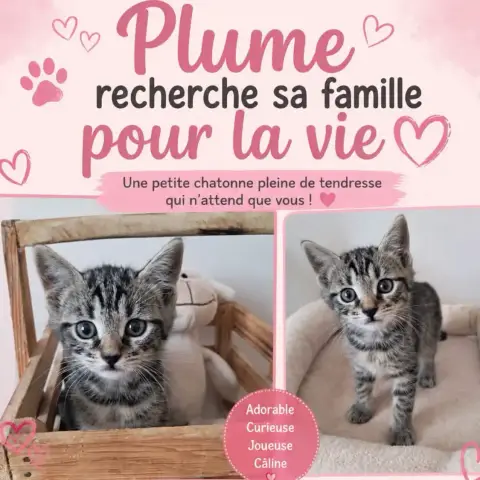 Plume