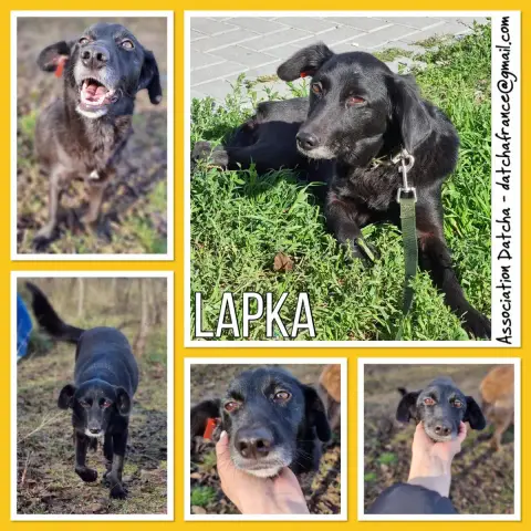 Lapka