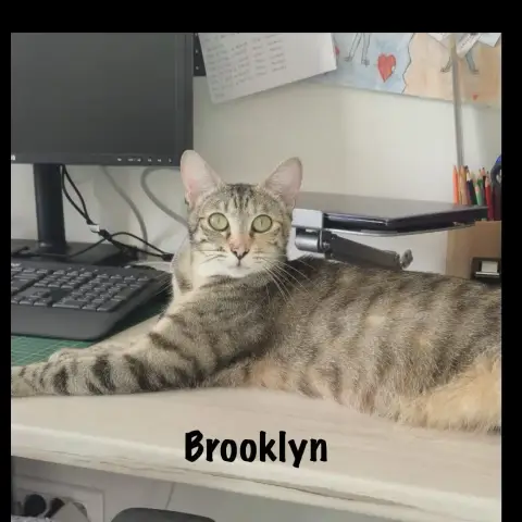 Brooklyn