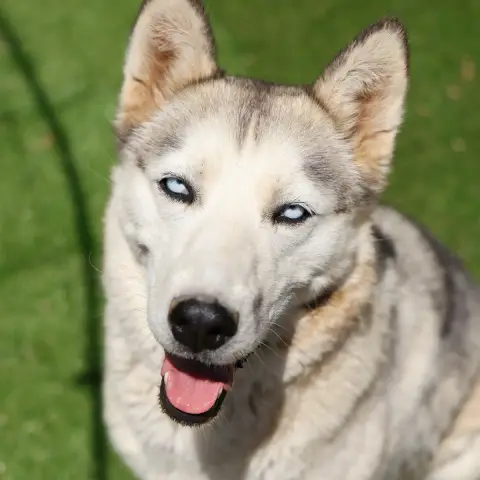 Akira