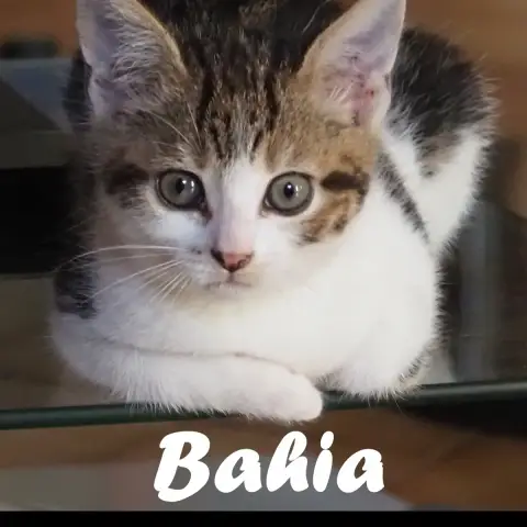 Bahia Et Basile photo 2