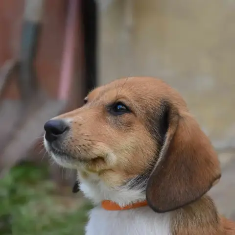 Apache