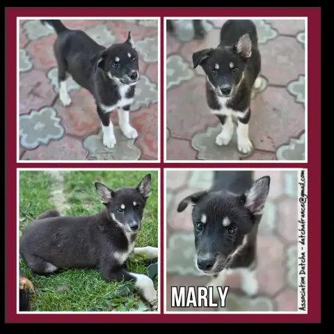 Marly