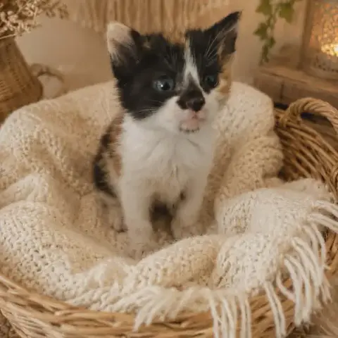 Esmeralda