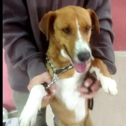 Milo photo 3