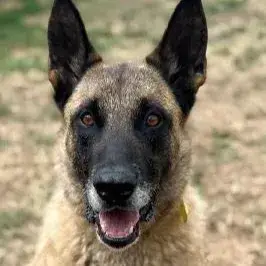 Taz