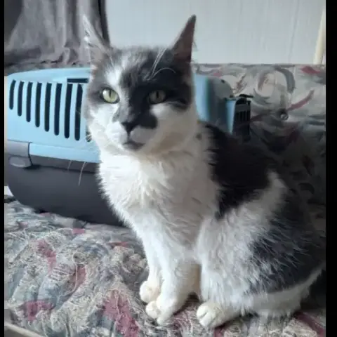 Rescue photo 2