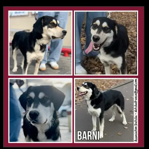 Barni