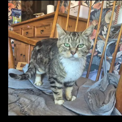 Bibi