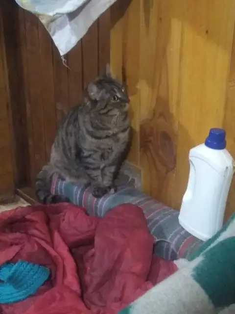 Saphira photo 2