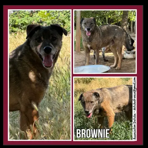 Brownie