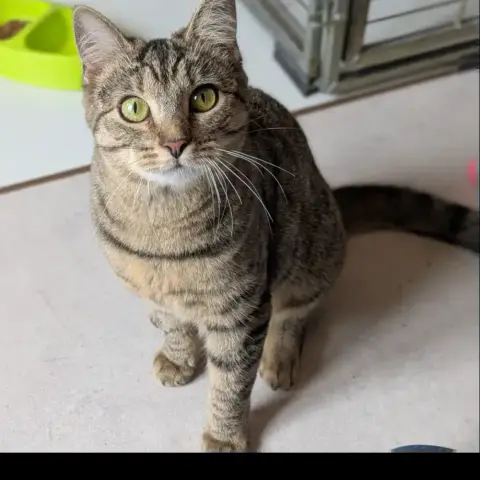 Atika