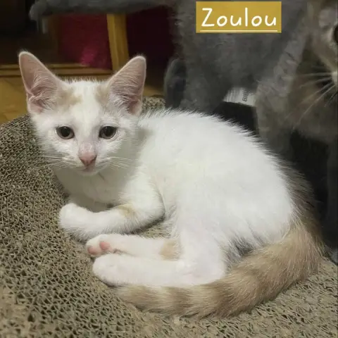 Zoulou