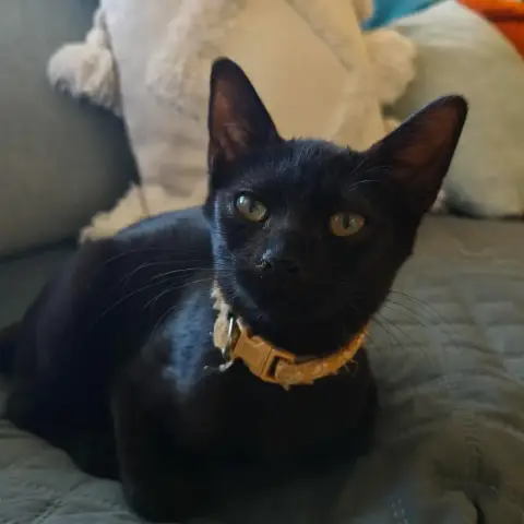 Amidala