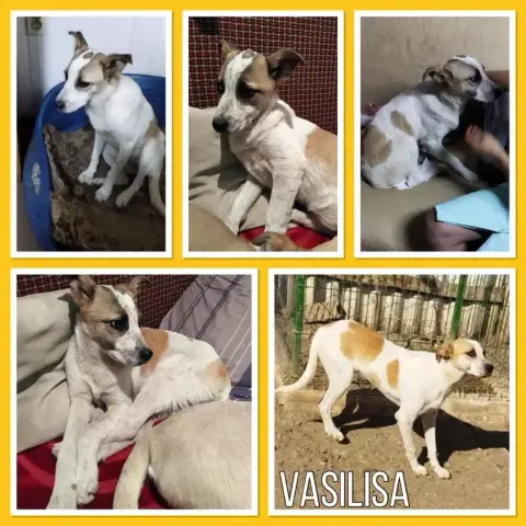 Vasilisa