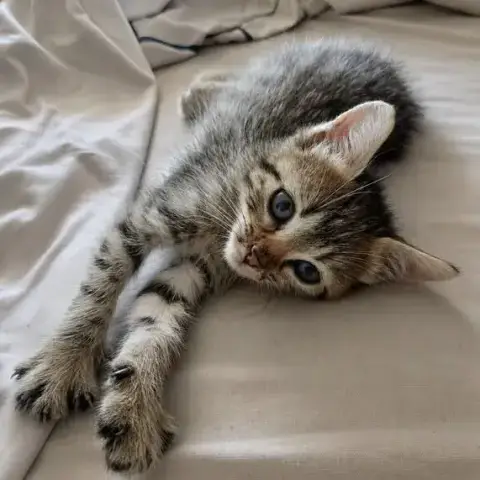 Bouboule