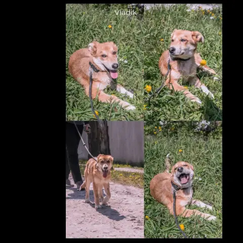 Vladik