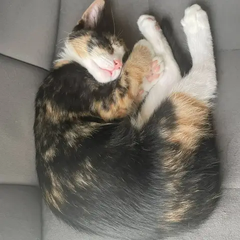 Boldie photo 2