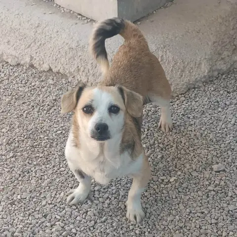 Cuca