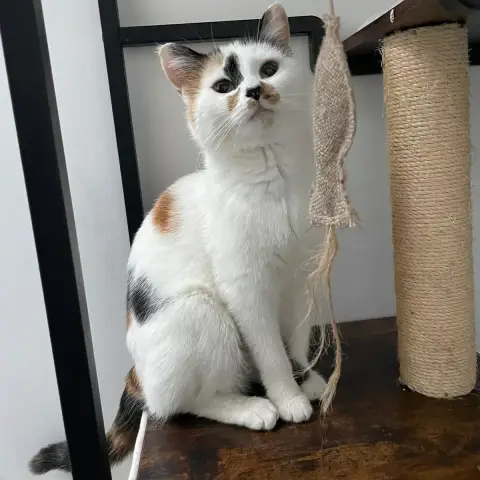 Chipie