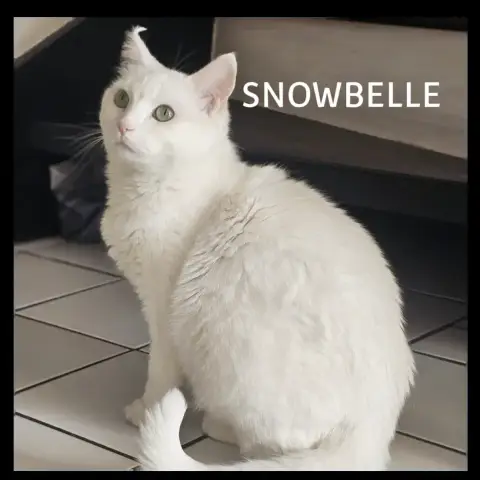 Snowbelle