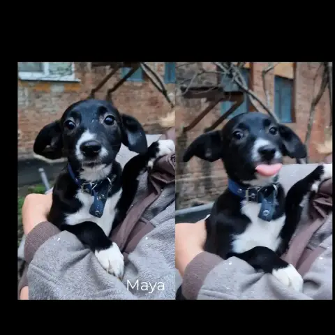 Maya
