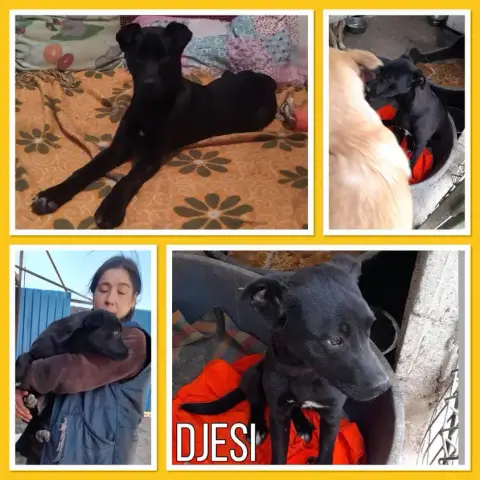 Djesi