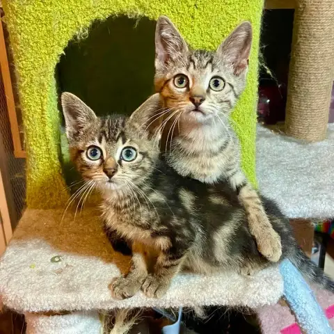 Meeko Et Wasabi