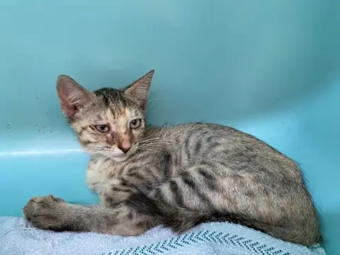 Eleonor