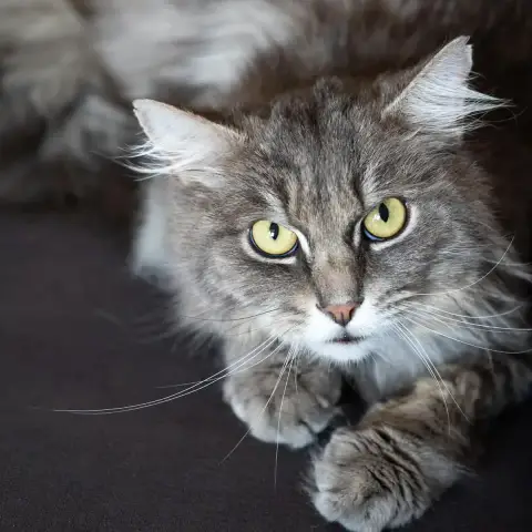 Raoul