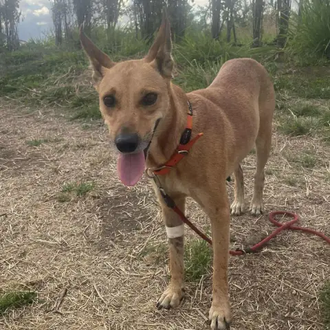 Skippy photo 2