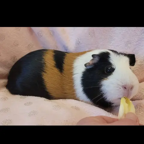 Lilie photo 2