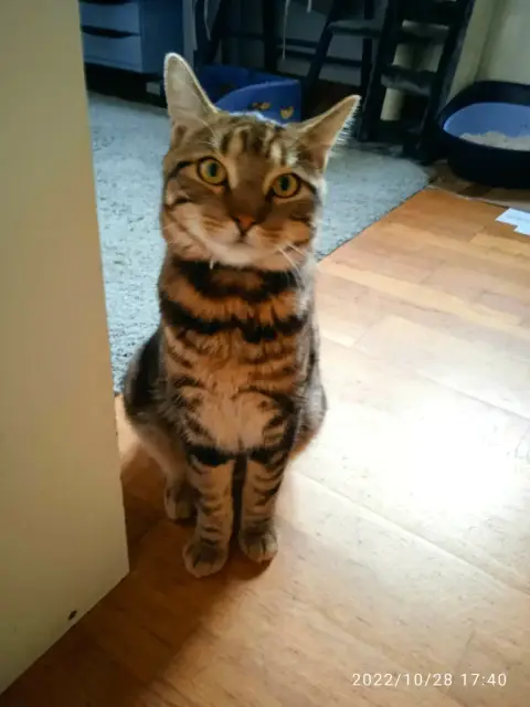 O'Malley